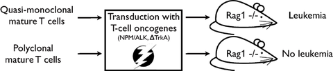 TCR quasi-monoclonal T-cell populations transduced with potent T-cell oncogenes developed mature T-cell lymphoma/ leukemia in RAG1-deficient recipient mice