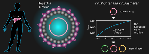Bild Hepatitis B Virus