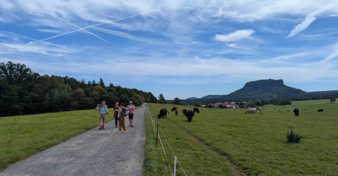 Das Foto zeigt eine Gruppe Personen auf einem Wanderweg neben einer Kuhweide. Im Hintergrund ist der Lilienstein in der Sächsischen Schweiz zu sehen. 