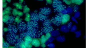 Testis staining with Rec8