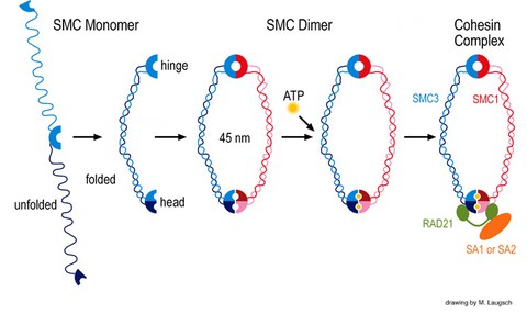 SMC proteins and cohesin