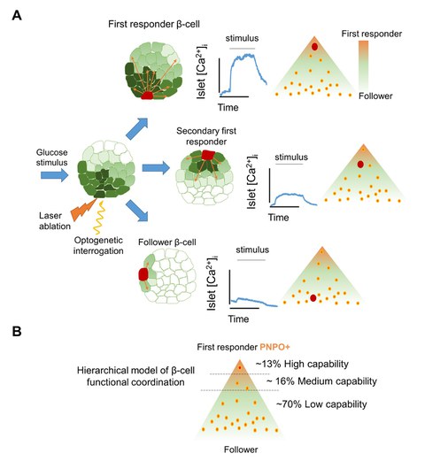 The functional characterization of islet coordination via optogenetics lead us to propose a hierarchical model for beta cell coordination.