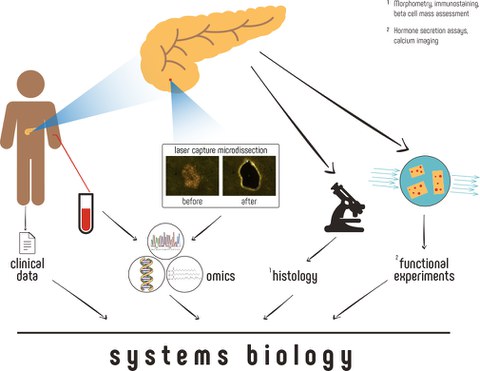 Graphical Abstract Molecular Metobolism