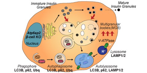 Graphical Abstract Binger et al.2019 PNAS