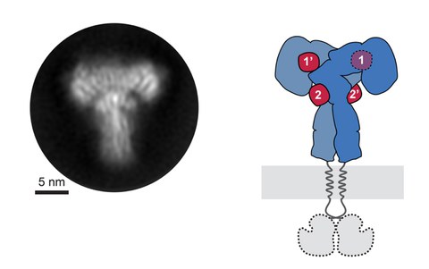CryoEM ectodomaine insulin receptor