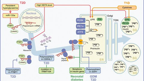 Schematic representation of insulin production including potential sources of error.