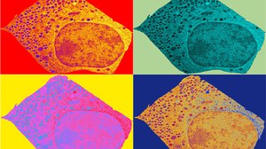 BetaCell Warhol