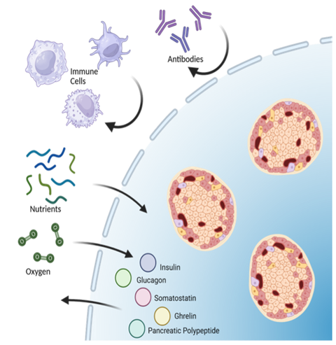 Entwicklung eines Kapselungsgeräts zur Aufnahme von Inselzellen für die Transplantation und die Behandlung von Typ-1-Diabetes. Das Gerät ermöglicht den Austausch von Nährstoffen, Sauerstoff und Hormonen, während es die Inselzellen vor dem Immunsystem schü