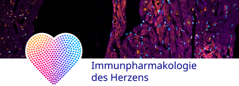 Immunfluoreszenzbild Herz