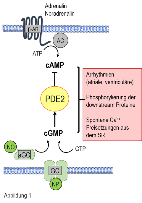Abb. 1