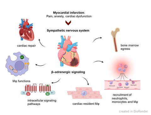 MI_adrenergicSignaling