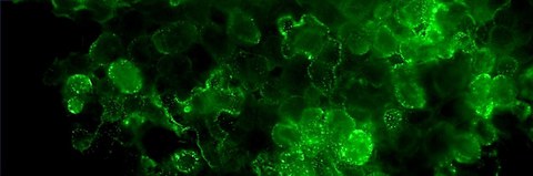 Tabak-Greenfluoreszent