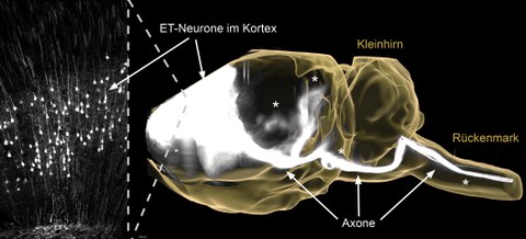 Neuronale Netzwerke