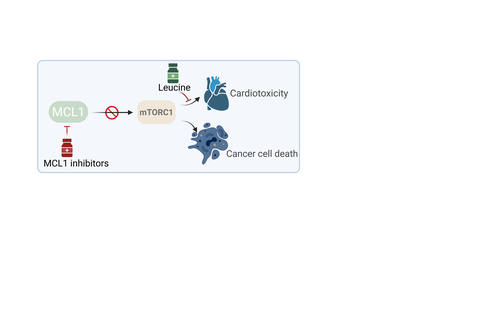 Wirkung von MCL1-Inhibitoren