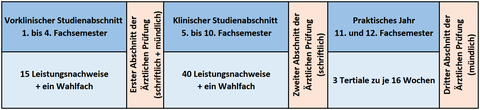 Überblick über den Ablauf des Medizinstudiums