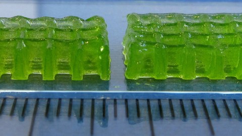 Algae