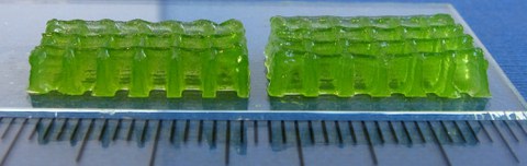 Algae