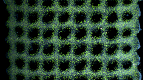 Algae