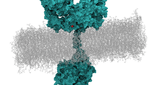 Membrane receptor