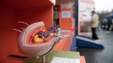 Rekonstruktion einer grampositiven Bakterienzelle von Original SOMSO® Modelle, ausgestellt in Wanderausstellung Bakteriopolis