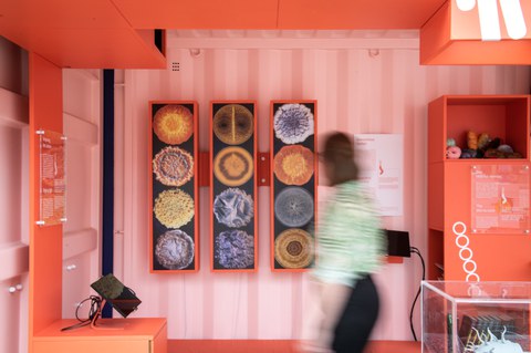 Verschiedene Bakterienkolonien in der Wanderausstellung Bakteriopolis