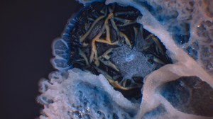 Streptomyces isolated from soil