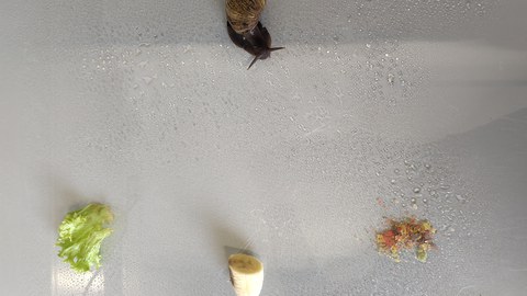 Eine Achatschnecke sitzt auf einer Glasscheibe und hat in einiger Entfernung drei Futteroptionen (Banane, Salat, Flockenfutter) zur Auswahl.