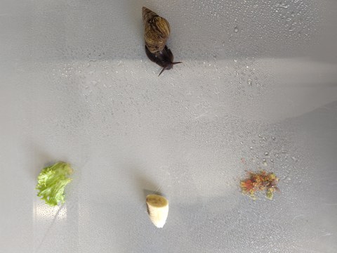 Eine Achatschnecke sitzt auf einer Glasscheibe und hat in einiger Entfernung drei Futteroptionen (Banane, Salat, Flockenfutter) zur Auswahl.