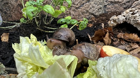 dekorativ Achatschnecken beim Fressen