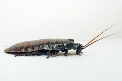 dekorativ Madagaskar-Fauchschabe