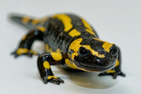 dekorativ Mitteleuropäischer Feuersalamander