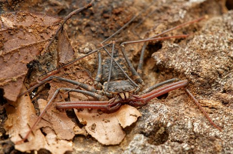 dekorativ Geißelspinne
