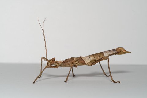 dekorativ Riesendornschrecke