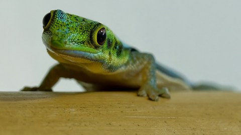 Gecko auf einem Finger