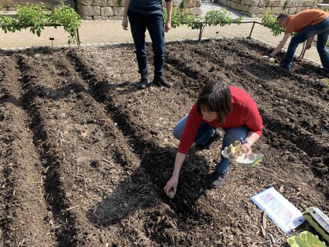 Kartoffel setzen im Beet