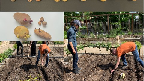 Collage aus Bilder zur Kartoffelpflanzaktion