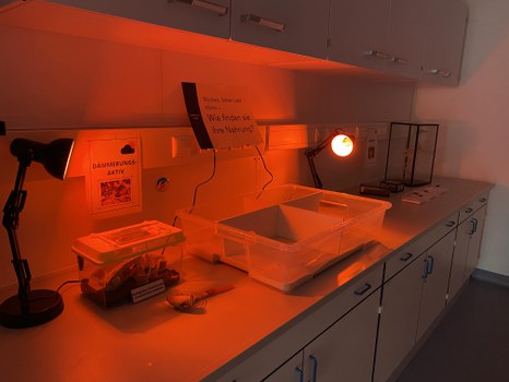 Labor im Rotlicht mit Experiment