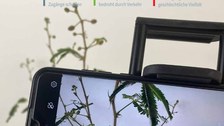Cover mit Handy und Pflanze im Hintergrund