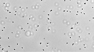  Methanogene