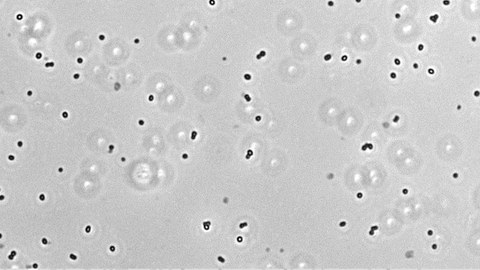  Methanogene