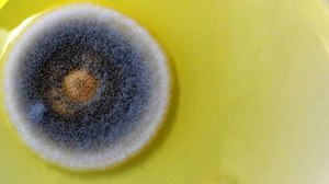 Mold