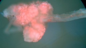 flavonoid