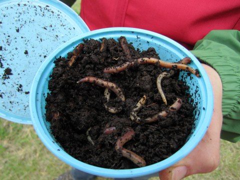 Earthworms in a box with soil