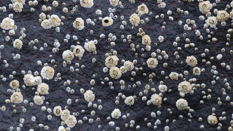 Light barnacles on a dark surface