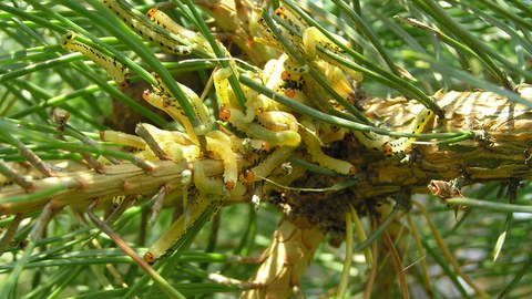 Diprion Pini Larvae on a pine tree
