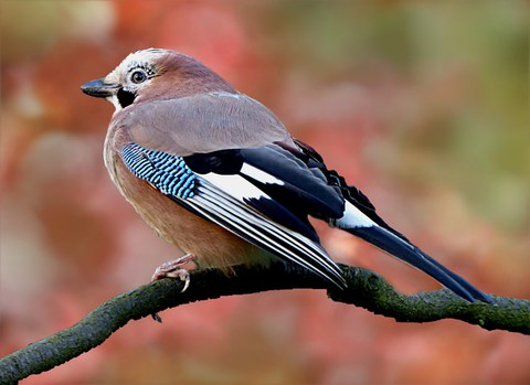 Eurasian-jay