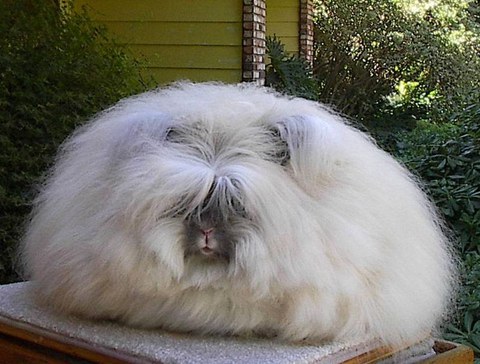 Fluffly angora rabbit