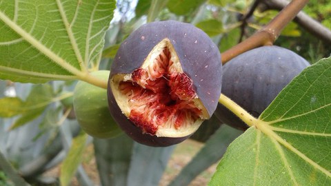 bursted fig in a tree