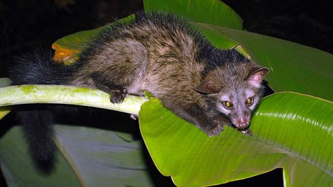Fleckenmusang auf einem Blatt