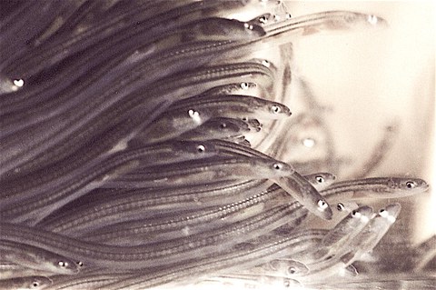 glass eels